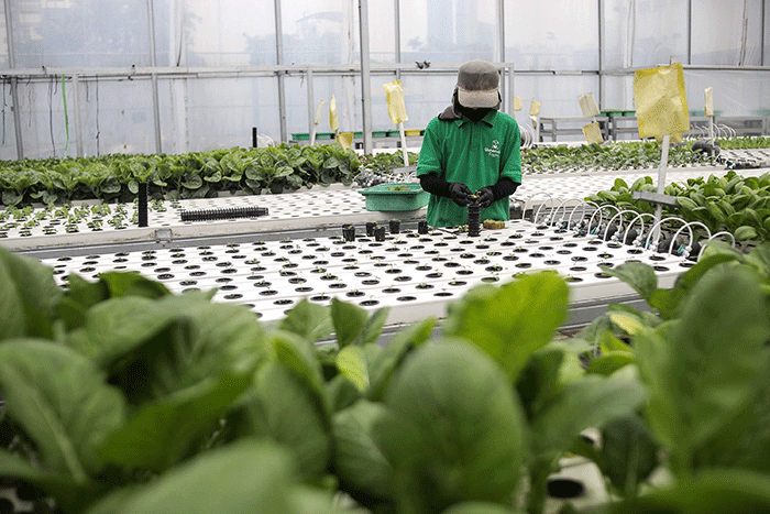 Pekerja merawat sayuran di Kebun Hidroponik Greenville Farm Tanjung Duren, Jakarta, Senin (2/1/2023).