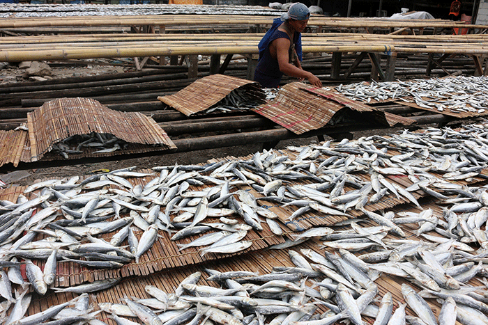 Pengolah ikan asin menjemur ikan jenis japu yang telah diproses menjadi ikan asin di Pengasin Muara Angke, Jakarta, Selasa (3/1/2023).