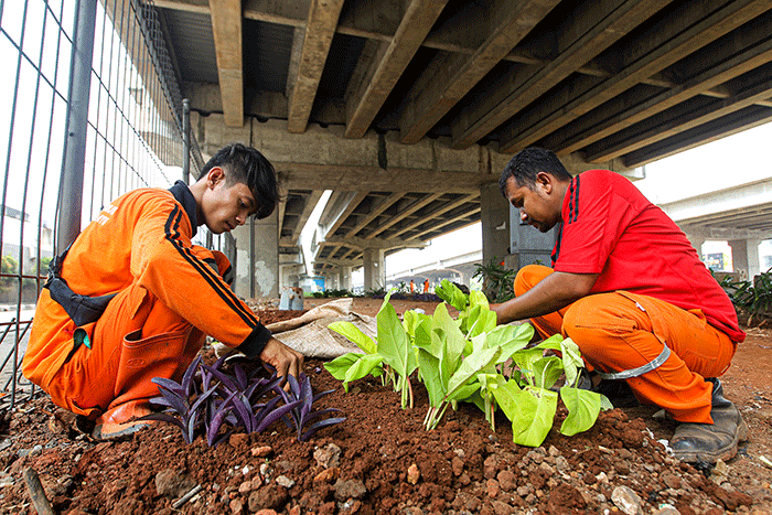 Petugas Dinas Pertamanan dan Kehutanan DKI Jakarta melakukan penataan lahan yang akan dibuat menjadi kawasan hijau di kolong Tol Becakayu.