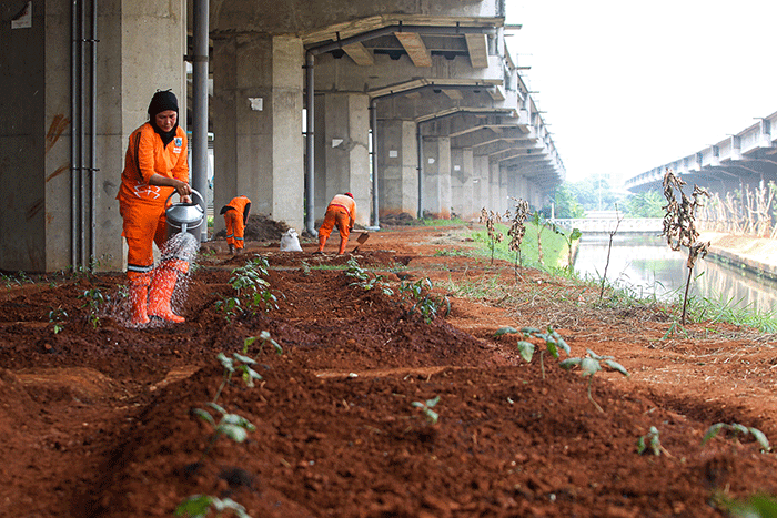 Petugas Dinas Pertamanan dan Kehutanan DKI Jakarta melakukan penataan lahan yang akan dibuat menjadi kawasan hijau di kolong Tol Becakayu.