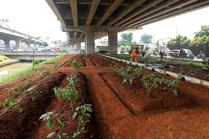 Petugas Dinas Pertamanan dan Kehutanan DKI Jakarta melakukan penataan lahan yang akan dibuat menjadi kawasan hijau di kolong Tol Becakayu.