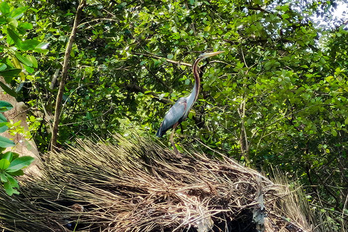 Biodiversity Warriors (BW) KEHATI melakukan sensus burung air Asia (Asian Waterbird Census) di Taman Wisata Alam Mangrove Angke Kapuk, Jakarta.
