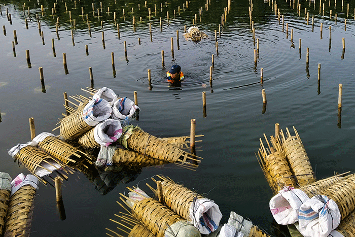 Petugas sedang menyelesaikan penanaman mangrove di area konservasi, hutan mangrove Muara Angke, Jakarta, Minggu (15/1/2023). 