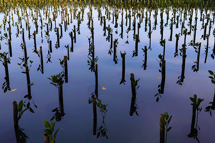 Petugas sedang menyelesaikan penanaman mangrove di area konservasi, hutan mangrove Muara Angke, Jakarta, Minggu (15/1/2023). 
