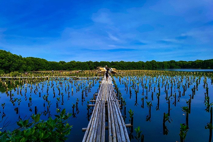 Petugas sedang menyelesaikan penanaman mangrove di area konservasi, hutan mangrove Muara Angke, Jakarta, Minggu (15/1/2023). 