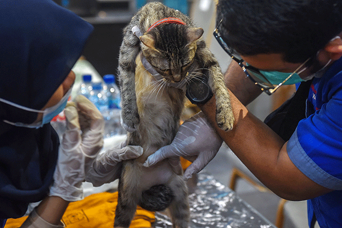 Warga Kota Palembang yang memiliki kucing antusias medatangi dan antre menunggu giliran pemeriksaan kesehatan dan vaksin gratis, di Palembang Indah Mall.