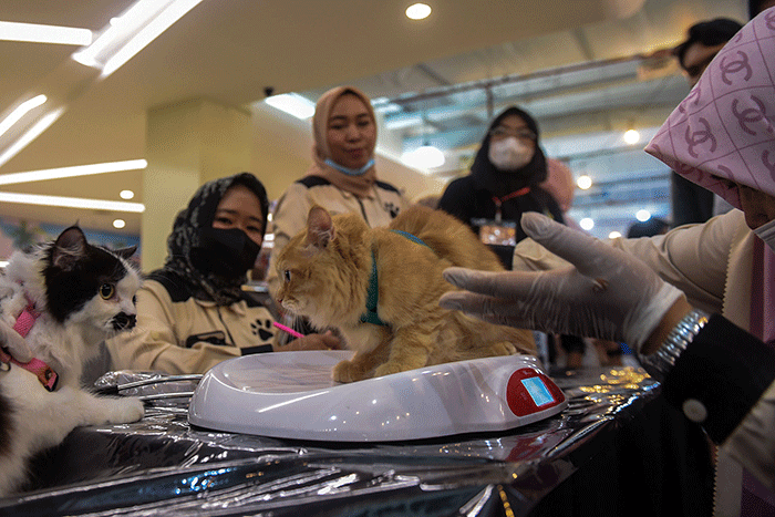 Warga Kota Palembang yang memiliki kucing antusias medatangi dan antre menunggu giliran pemeriksaan kesehatan dan vaksin gratis, di Palembang Indah Mall.
