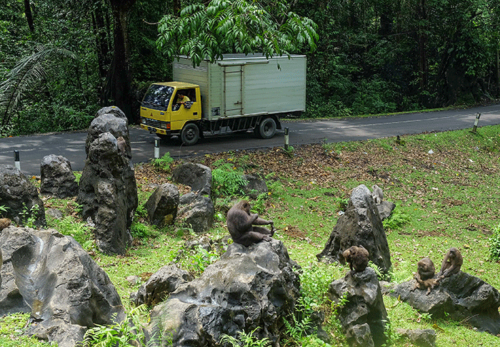 Truk Mitsubishi Fuso tengah melintas di jalan Trans Sulawesi, Jumat (27/1/2023).