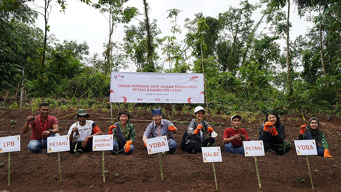Penanaman perdana jahe merah di Desa Cikarang, Kecamatan Muncang, Lebak Banten, Rabu (15/2/2023).