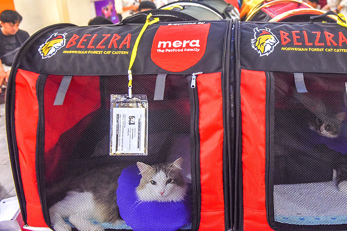 Dua juri internasional Veikko Saarela AB dari Finlandia dan Marteinn Tausen AB dari Islandia menilai kucing peserta The 216th ICA_FIFe Internasional Cat Show.