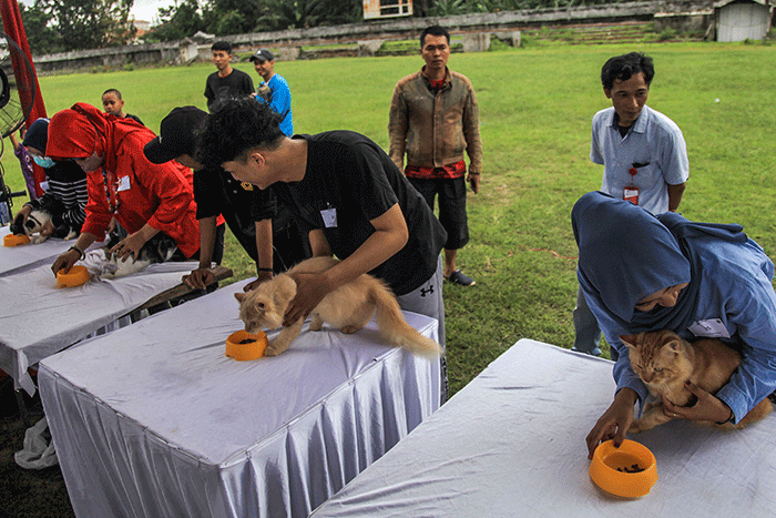 Puluhan ayam, kucing dan anjing bersama pemiliknya mengikuti lomba pada Palembang Pets Festival 2023 Stadion Kamboja Palembang, Sabtu (25/2/2023).