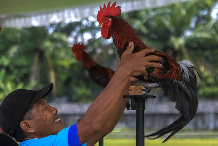 Puluhan ayam, kucing dan anjing bersama pemiliknya mengikuti lomba pada Palembang Pets Festival 2023 Stadion Kamboja Palembang, Sabtu (25/2/2023).