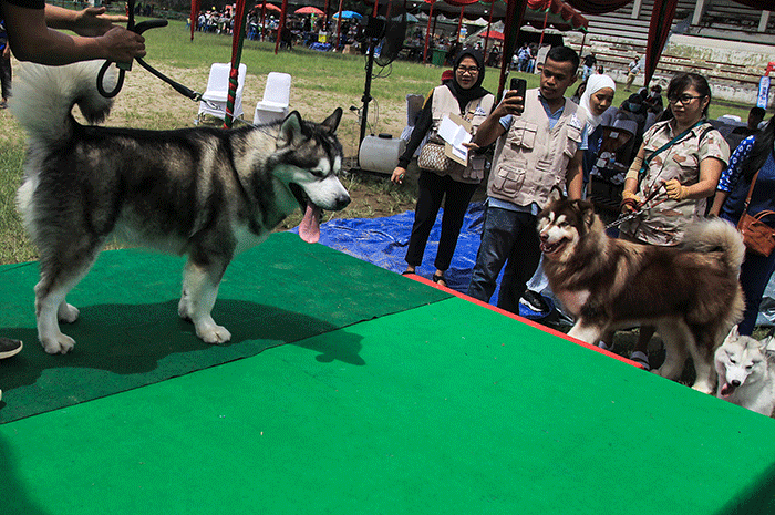 Puluhan ayam, kucing dan anjing bersama pemiliknya mengikuti lomba pada Palembang Pets Festival 2023 Stadion Kamboja Palembang, Sabtu (25/2/2023).