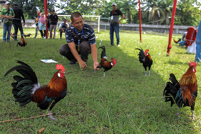 Puluhan ayam, kucing dan anjing bersama pemiliknya mengikuti lomba pada Palembang Pets Festival 2023 Stadion Kamboja Palembang, Sabtu (25/2/2023).