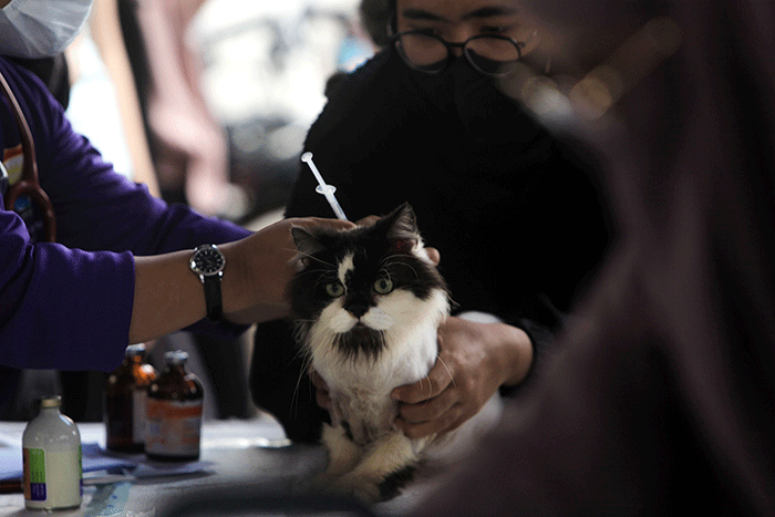 Warga antusias mendatangi layanan Vaksin Rabies gratis untuk hewan peliharaan kucing dan anjing di Taman Kambang Iwak Palembang, Minggu (5/3/2023).