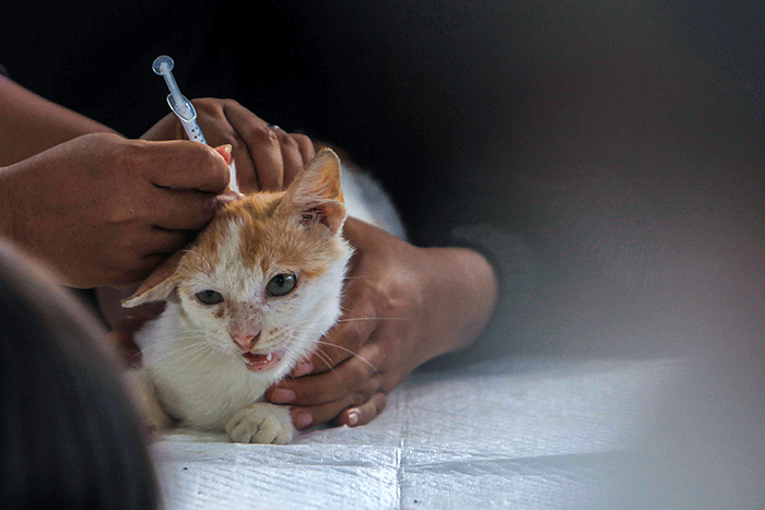 Warga antusias mendatangi layanan Vaksin Rabies gratis untuk hewan peliharaan kucing dan anjing di Taman Kambang Iwak Palembang, Minggu (5/3/2023).