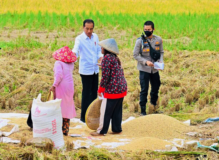 Presiden Jokowi berbincang dengan petani yang sedang memanen padi di Bandung, Jawa Barat, Senin (6/3/2023).