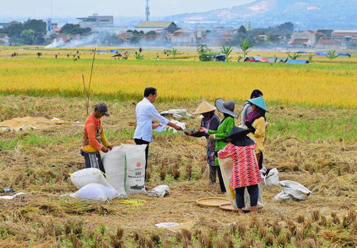 Presiden Jokowi berbincang dengan petani yang sedang memanen padi di Bandung, Jawa Barat, Senin (6/3/2023).