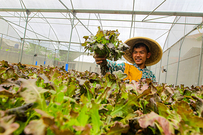 Sejumlah santri melakukan perawatan sayuran Red Oakleaf yang ditanam secara hidroponik di Pondok Pesantren Ulul Ilmi di Jakarta, Kamis (9/3/2023).