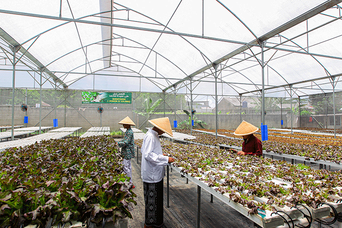 Sejumlah santri melakukan perawatan sayuran Red Oakleaf yang ditanam secara hidroponik di Pondok Pesantren Ulul Ilmi di Jakarta, Kamis (9/3/2023).