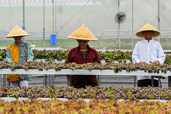 Sejumlah santri melakukan perawatan sayuran Red Oakleaf yang ditanam secara hidroponik di Pondok Pesantren Ulul Ilmi di Jakarta, Kamis (9/3/2023).