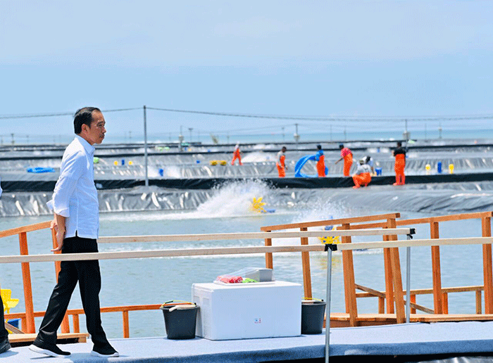 Presiden Joko Widodo meresmikan tambak budidaya udang berbasis kawasan di Desa Plesung, Kecamatan Petanahan, Kabupaten Kebumen, Jawa Tengah.