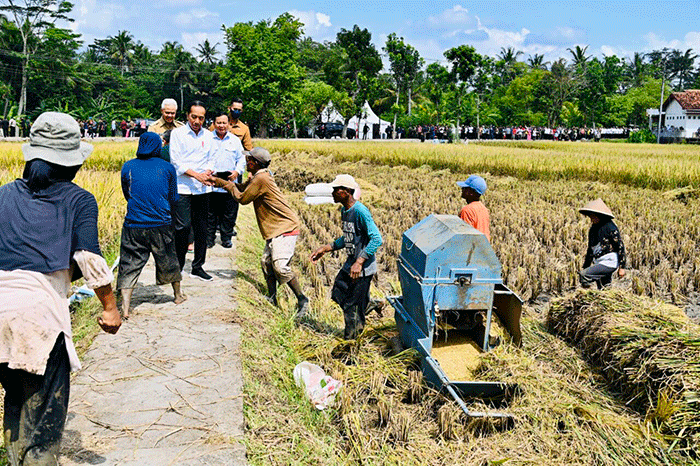 Presiden Joko Widodo meninjau secara langsung panen raya padi di Desa Lajer, Kecamatan Ambal, Kabupaten Kebumen, Jawa Tengah, Kamis (9/3/2023).