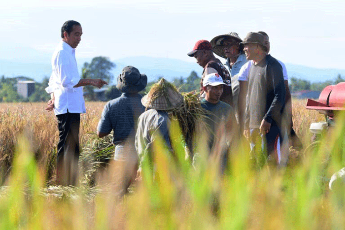 Presiden Joko Widodo meninjau secara langsung pelaksanaan panen raya padi di Kabupaten Maros, Sulawesi Selatan, Kamis (30/3/2023).