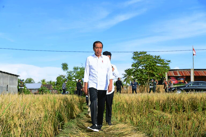 Presiden Joko Widodo meninjau secara langsung pelaksanaan panen raya padi di Kabupaten Maros, Sulawesi Selatan, Kamis (30/3/2023).