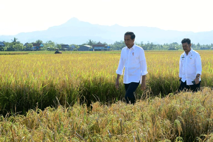 Presiden Joko Widodo meninjau secara langsung pelaksanaan panen raya padi di Kabupaten Maros, Sulawesi Selatan, Kamis (30/3/2023).
