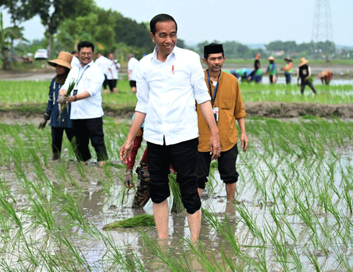 Presiden Joko Widodo melakukan kegiatan percepatan tanam padi pascapanen bersama para petani di Kawasan Daulat Pangan Serikat Petani Indonesia, Desa Senori.
