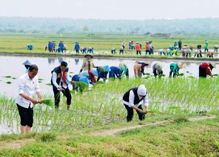 Presiden Joko Widodo melakukan kegiatan percepatan tanam padi pascapanen bersama para petani di Kawasan Daulat Pangan Serikat Petani Indonesia, Desa Senori.