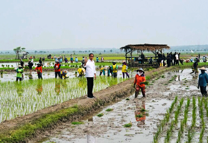 Presiden Joko Widodo melakukan kegiatan percepatan tanam padi pascapanen bersama para petani di Kawasan Daulat Pangan Serikat Petani Indonesia, Desa Senori.