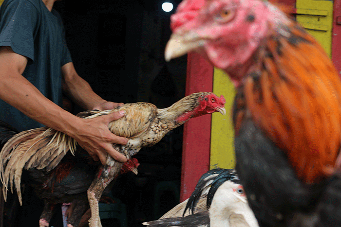 Pedagang ayam kampung dan mentok melayani pembeli di kawasan Serdang Kemayoran, Jakarta Pusat, Rabu (19/4/2023).