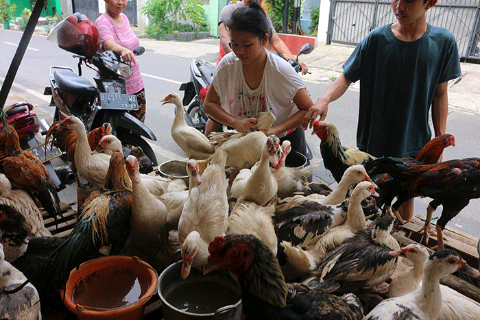 Pedagang ayam kampung dan mentok melayani pembeli di kawasan Serdang Kemayoran, Jakarta Pusat, Rabu (19/4/2023).