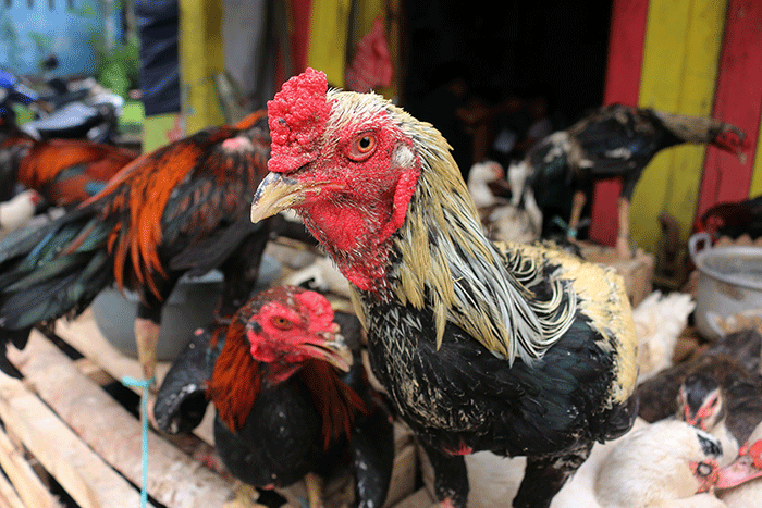 Pedagang ayam kampung dan mentok melayani pembeli di kawasan Serdang Kemayoran, Jakarta Pusat, Rabu (19/4/2023).