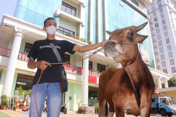Perwakilan dari MNC Peduli menyerahkan hewan kurban kepada Camat Menteng Suprayogie, di Kantor Kecamatan Menteng, Jakarta Pusat, Rabu (28/6/2023).