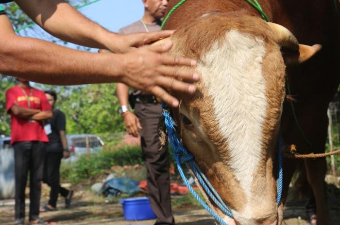 Panitia melakukan pemotongan hewan kurban berupa sapi di lapangan parkir MNC Vision Network, Jalan Panjang, Jakarta,  Kamis (29/6/2023).