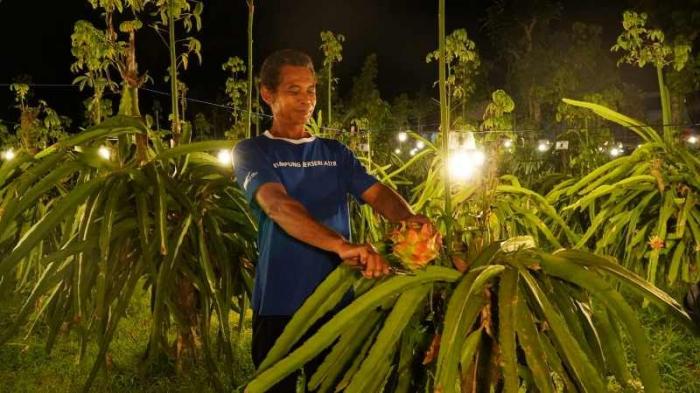 YDBA bersama Manajemen Polbangtan Malang menghadiri kegiatan #AsikBersamaUMKM dengan melihat langsung UMKM Buah Naga di Banyuwangi.