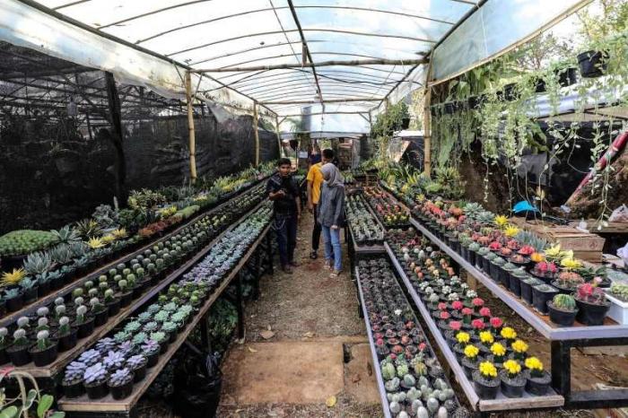 Pengunjung melihat tanaman yang dipamerkan dalam Pameran Flona 2023 di Lapangan Banteng, Jakarta, Sabtu (23/9/2023).