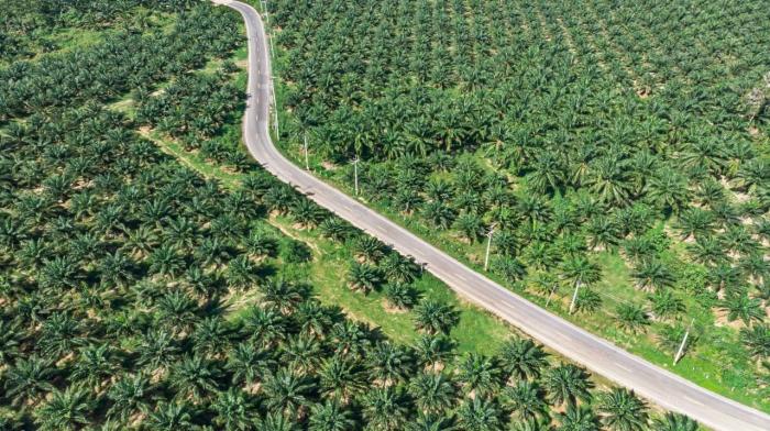 Harga CPO Menguat Sepekan, Didukung Permintaan dan Ketegangan Geopolitik. (Foto: Freepik)