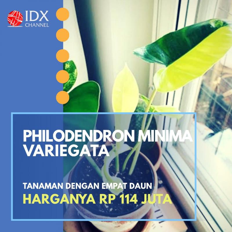 Jual Tanaman Hias Dengan Omset Puluhan Juta Yuk Cek Jenis Dan Harganya Idx Channel