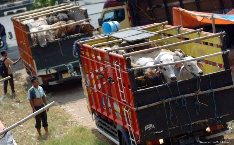 Sapi Idx 25.097 Ekor Sapi Impor Masuk RI hingga Juli 2025