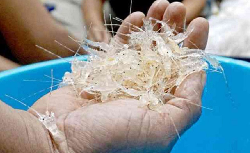 RI Bidik Vietnam Jadi Sasaran Ekspor Benur Lobster