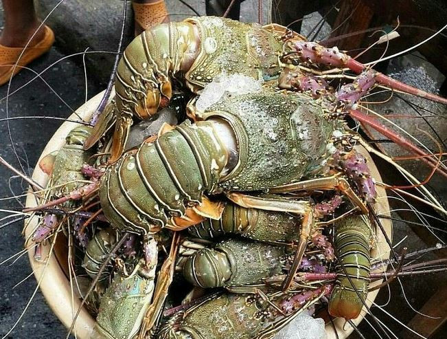 RI-Vietnam Perkuat Kerja Sama Budidaya Lobster, Tuna, hingga Rumput Laut
