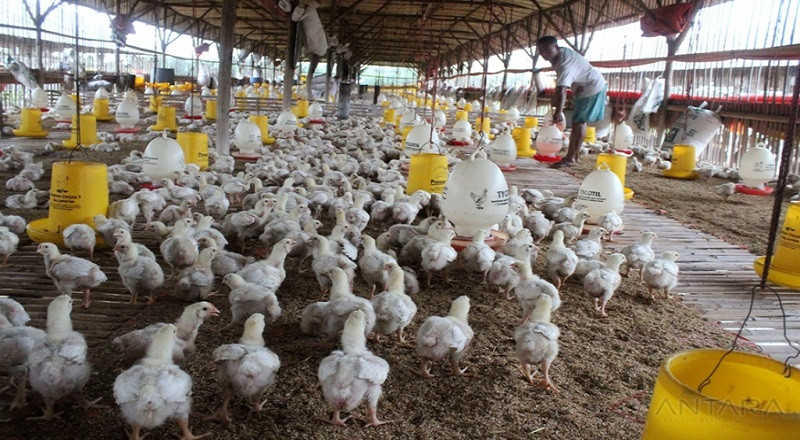 Padahal Produksi Surplus, Pemerintah Tetap Buka Keran Impor Ayam