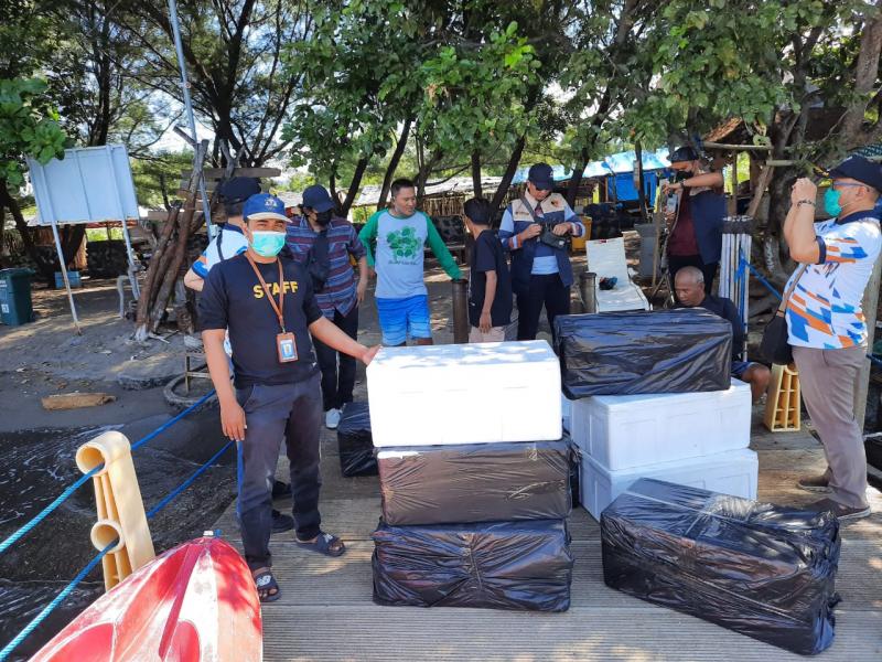 KKP Lepasliarkan 21 Ribu Benih Lobster Sitaan ke Konservasi Perairan Bangsring