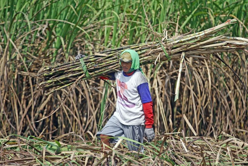Pemerintah Kebut Peremajaan Tebu untuk Capai Swasembada Gula