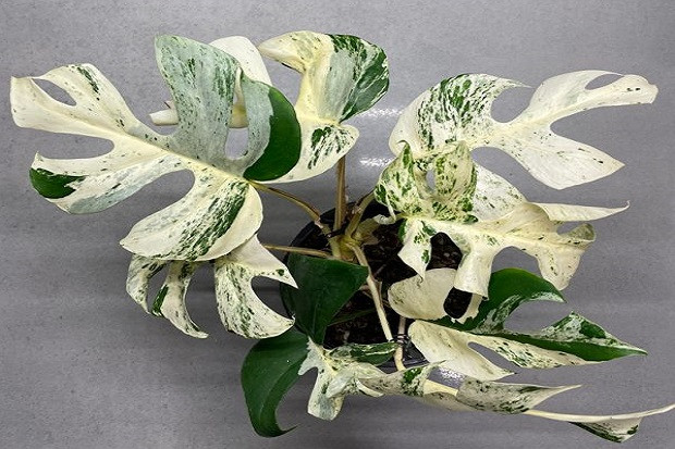 Tanaman Langka dengan Sembilan Daun Ini Terjual Rp274 Juta, Minat?