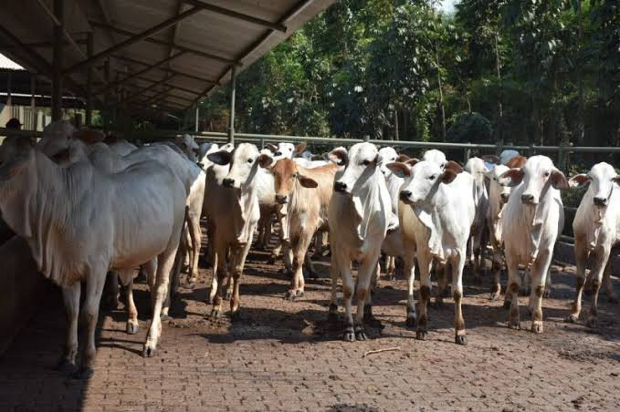 Sapi Idx Soal Patungan Kurban Sapi untuk Tujuh Orang, Cek di Sini Penjelasannya